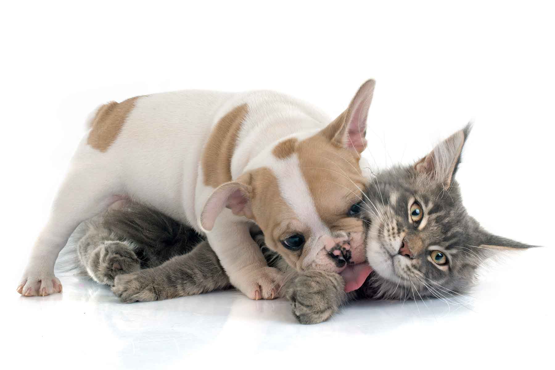 Allergies in Cats and Dogs