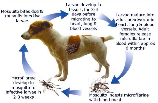 can a puppy get heartworm