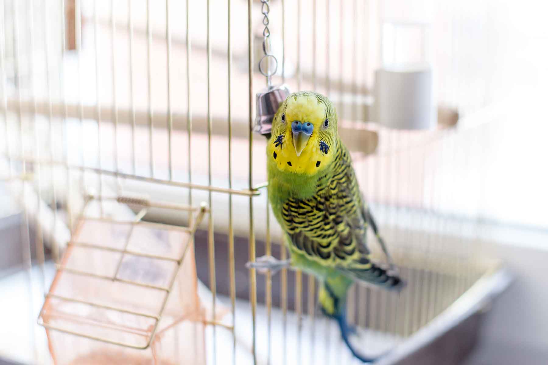 The ‘Perfect home’ for pet birds