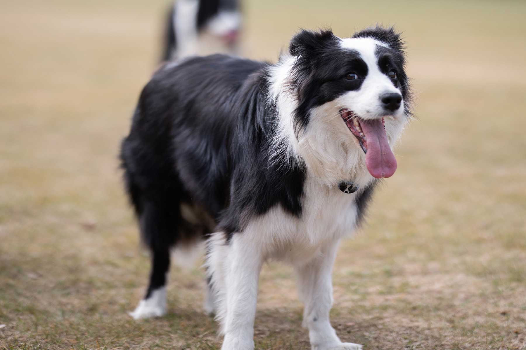 Border Collie cross obe and her diabetes